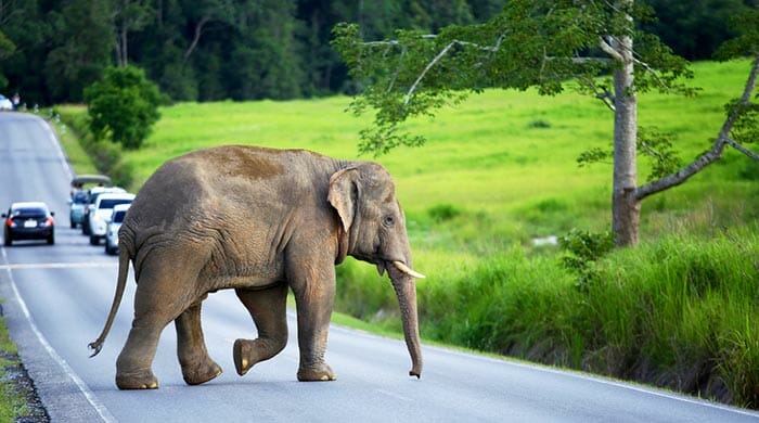 Reisemöglichkeiten von Bangkok nach Khao Yai