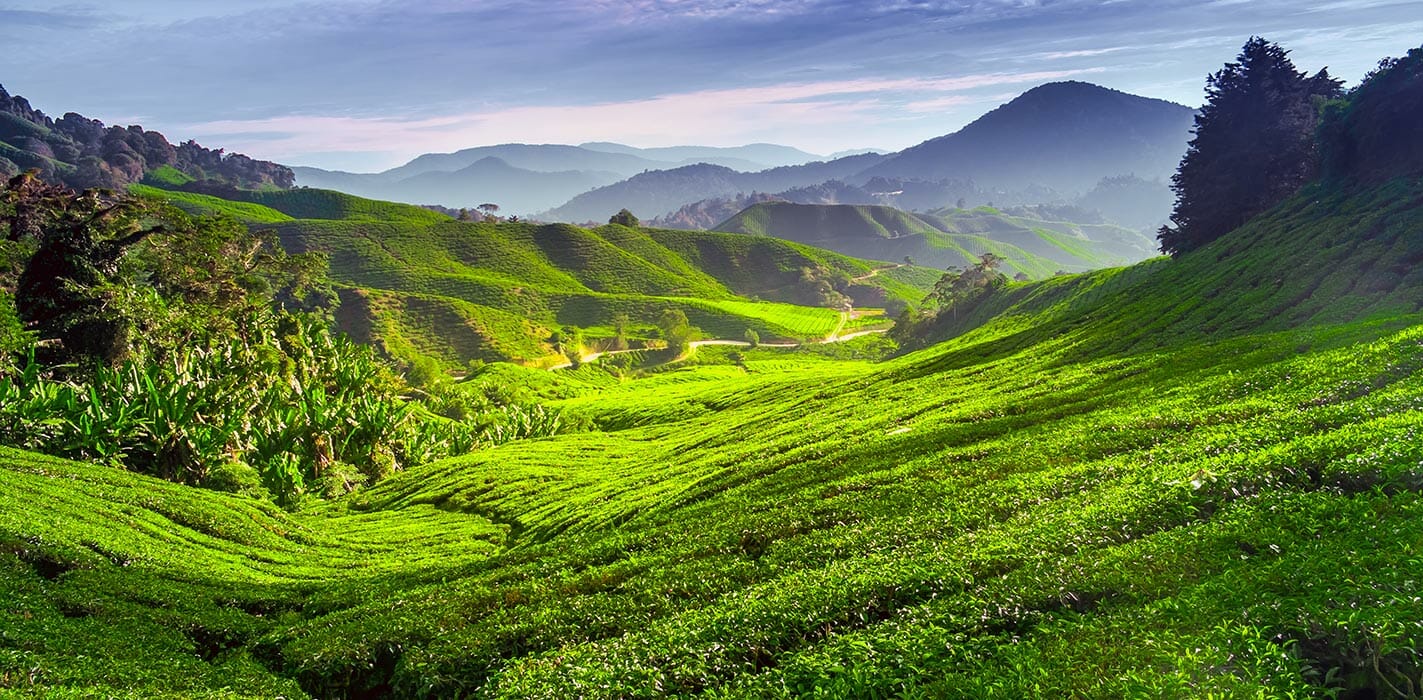 Von Penang in die Cameron Highlands