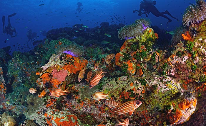 Reisemöglichkeiten von Krabi nach Koh Tao