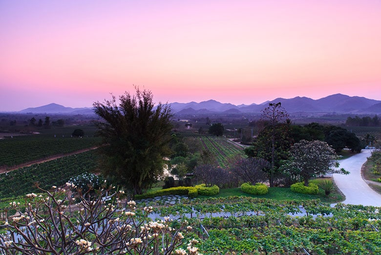 Hua Hin Hills Vineyard