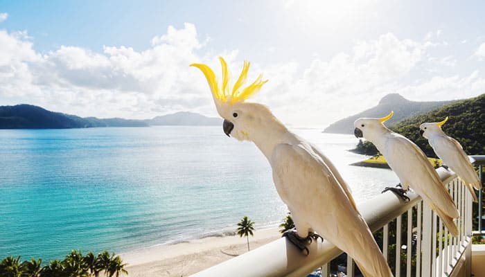 Cockatoos on Hamilton Island