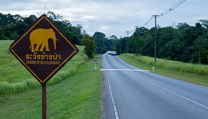 warning for Wild Elephants sign in Khao Yai