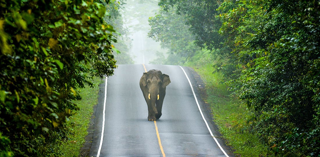 Elephant on the road in Khao Yai National Park,Thailand