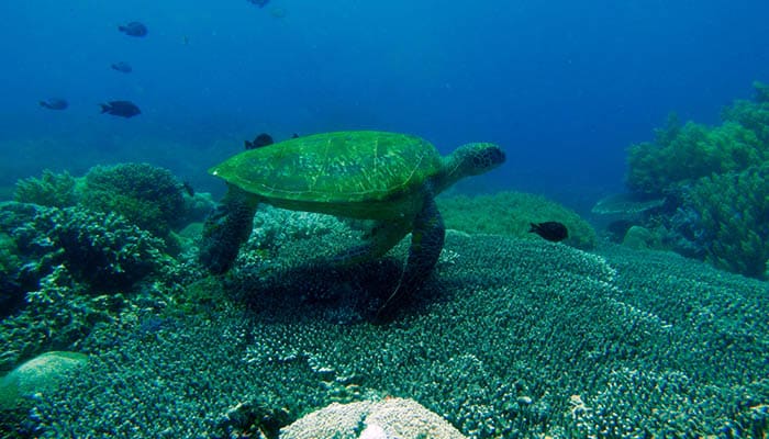 Green Turtle, picture taken in the waters around Apo Island, Dumanguete, Philippines