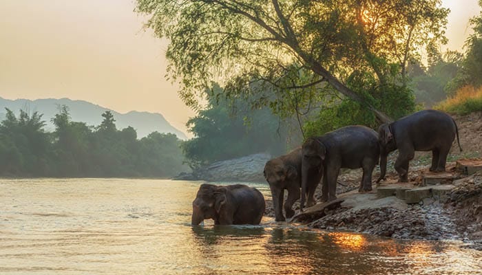 Asian wild family group Elephants walking in the outdoors natural river at deep forest at Kanchanburi province in Thailand