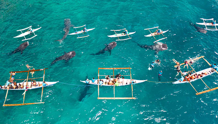 Tourists are watching whale sharks in the town of Oslob, Philippines, aerial view. People snorkeling and and watch whale sharks from above.