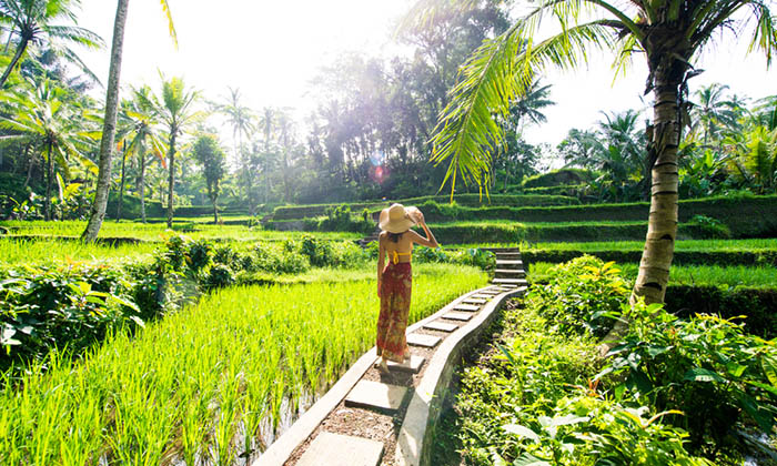 Young woman on green cascade rice field plantation at Tegalalang terrace. Bali, Indonesia - Beautiful female model posing at rice terrace in Ubud